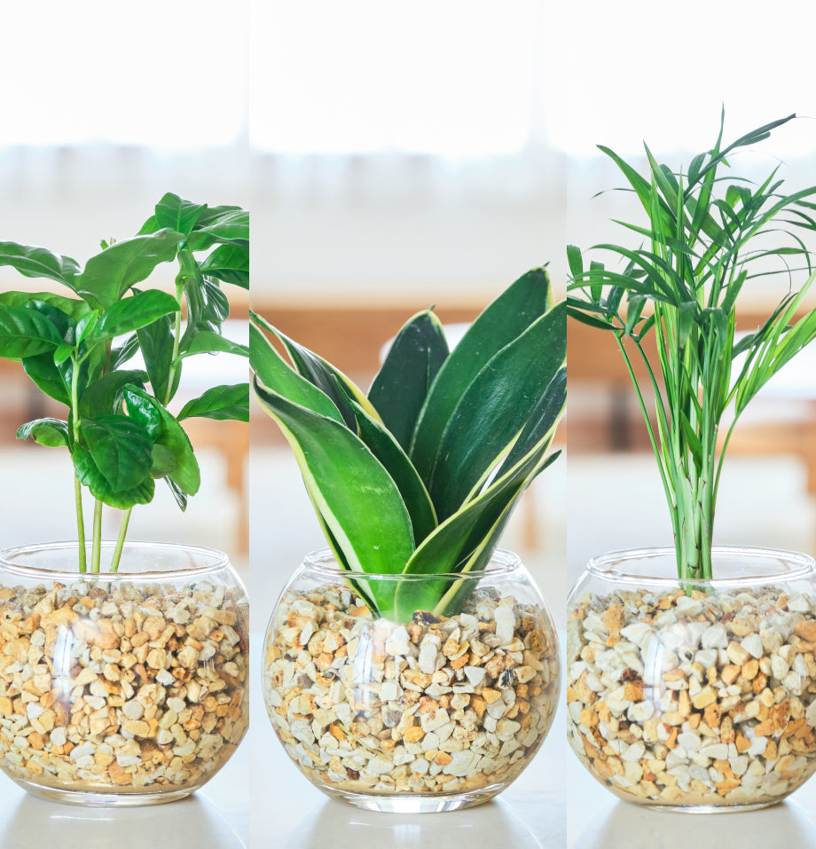ガラスボールの育てるインテリア・選べる5点+栄養剤セット