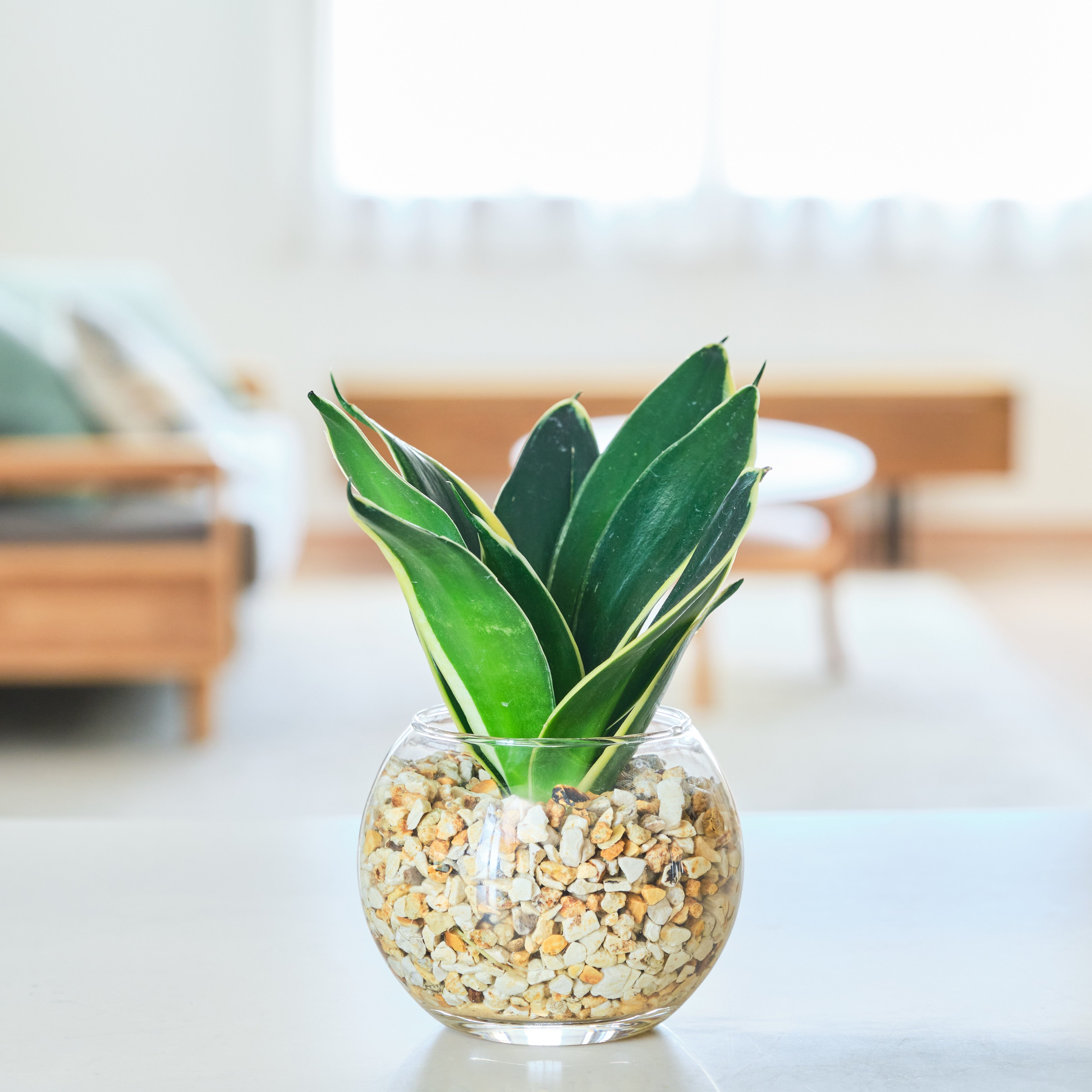 ガラスボールの育てるインテリア・選べる単品