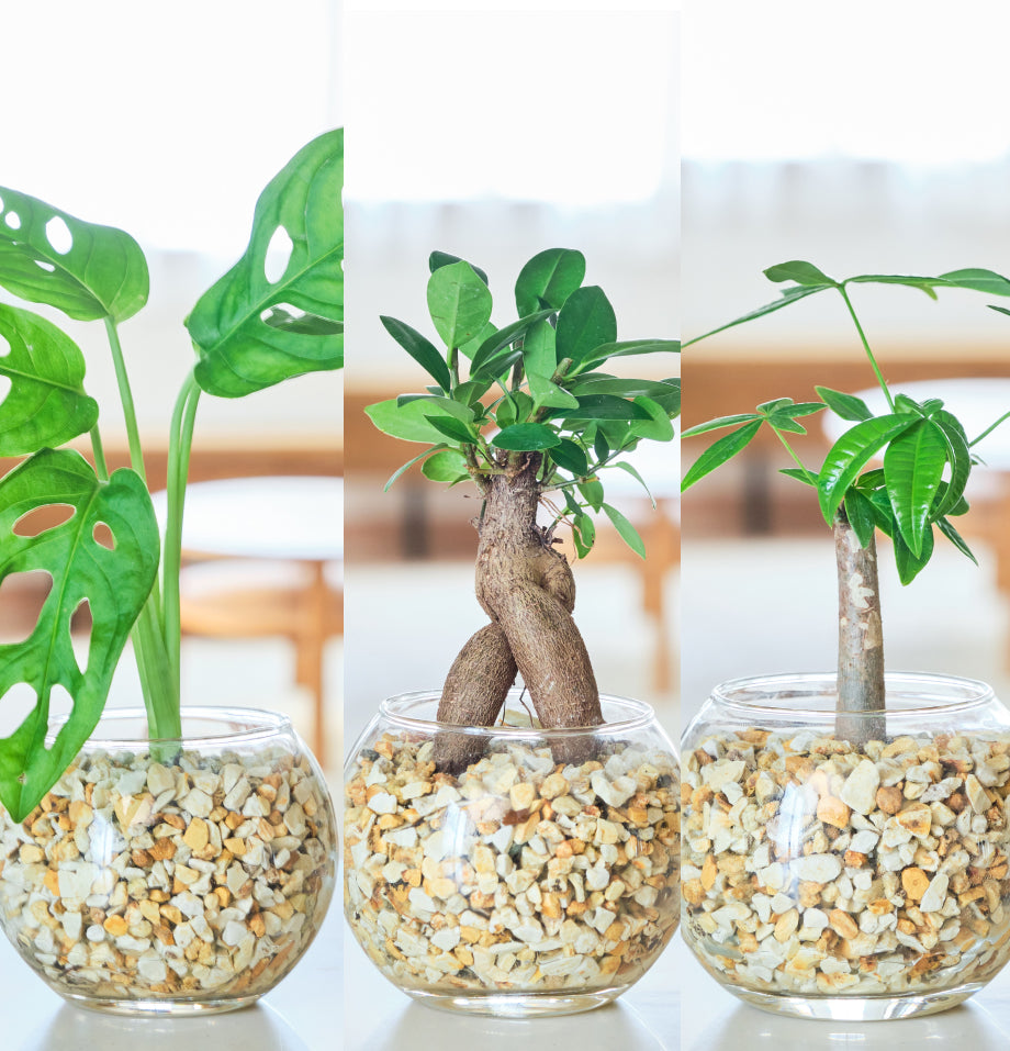 ガラスボールの育てるインテリア・選べる5点+栄養剤セット