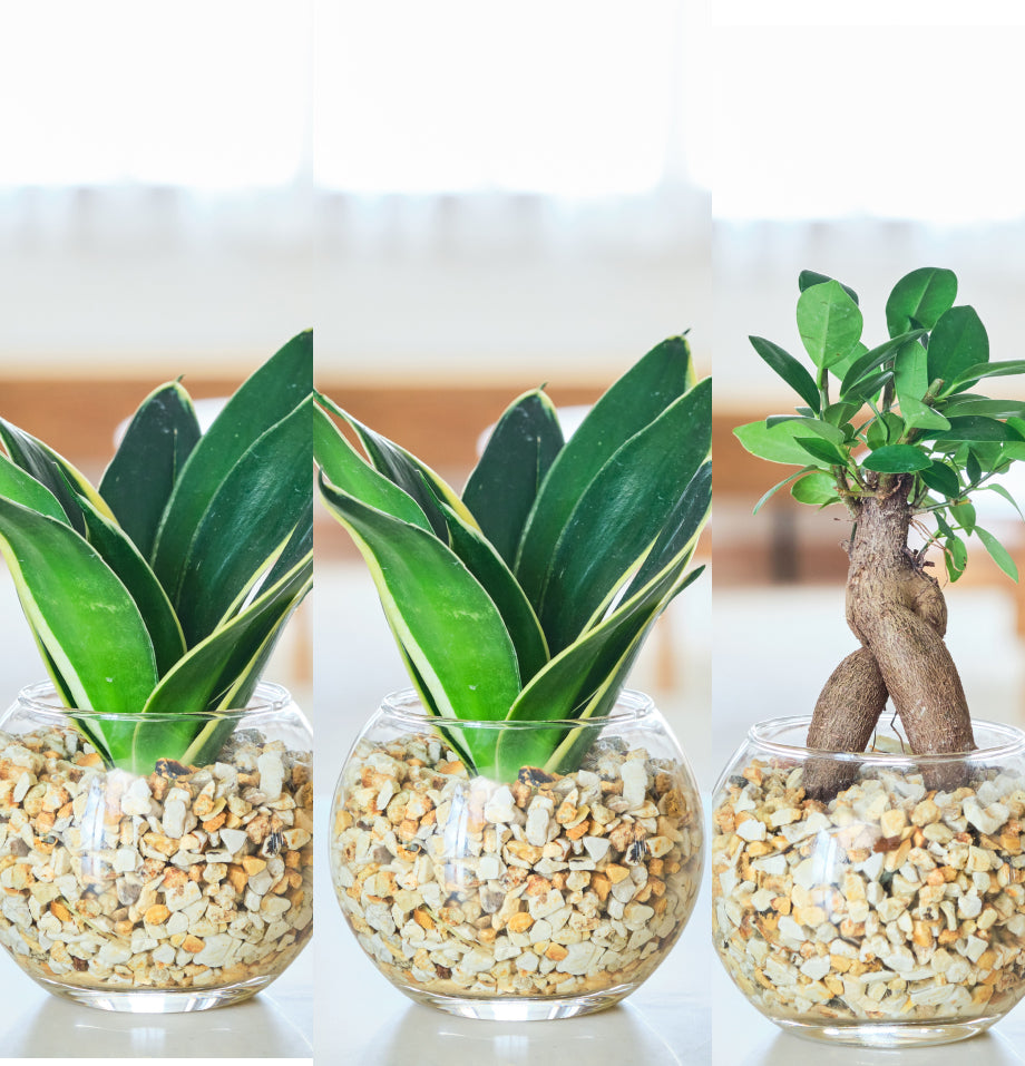 ガラスボールの育てるインテリア・選べる5点+栄養剤セット