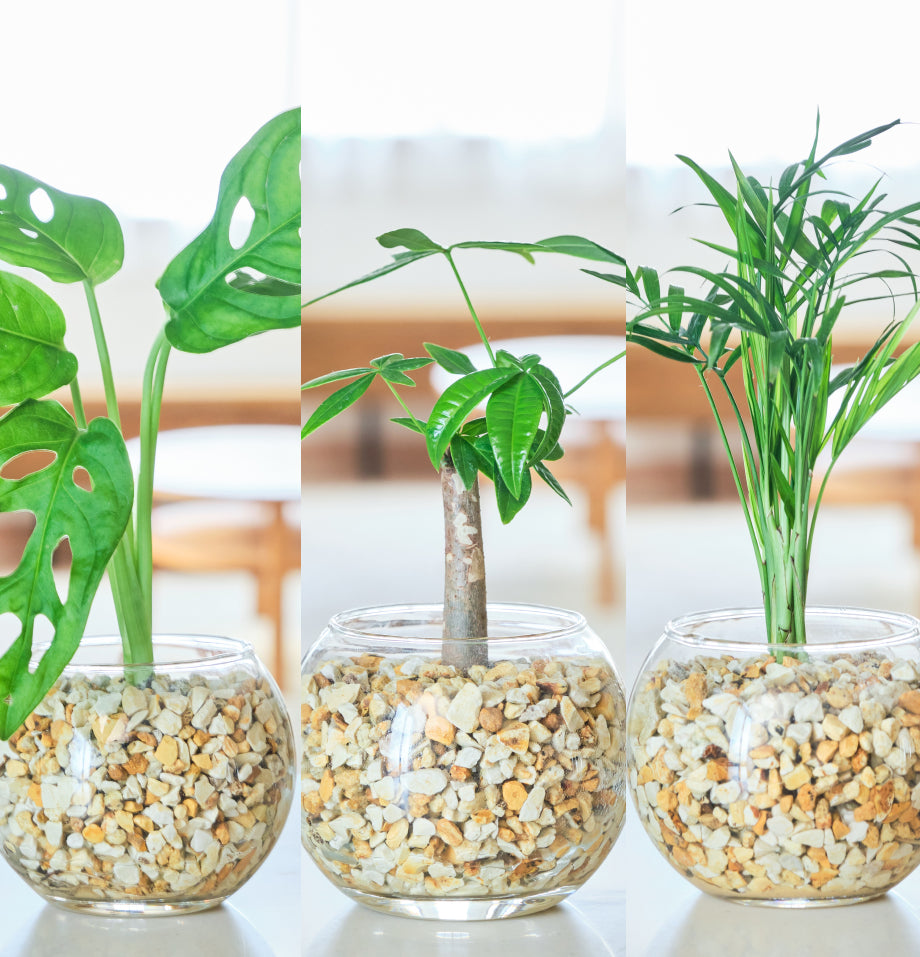 ガラスボールの育てるインテリア・選べる5点+栄養剤セット