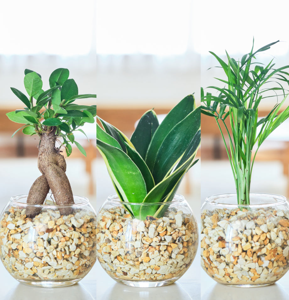 ガラスボールの育てるインテリア・選べる5点+栄養剤セット
