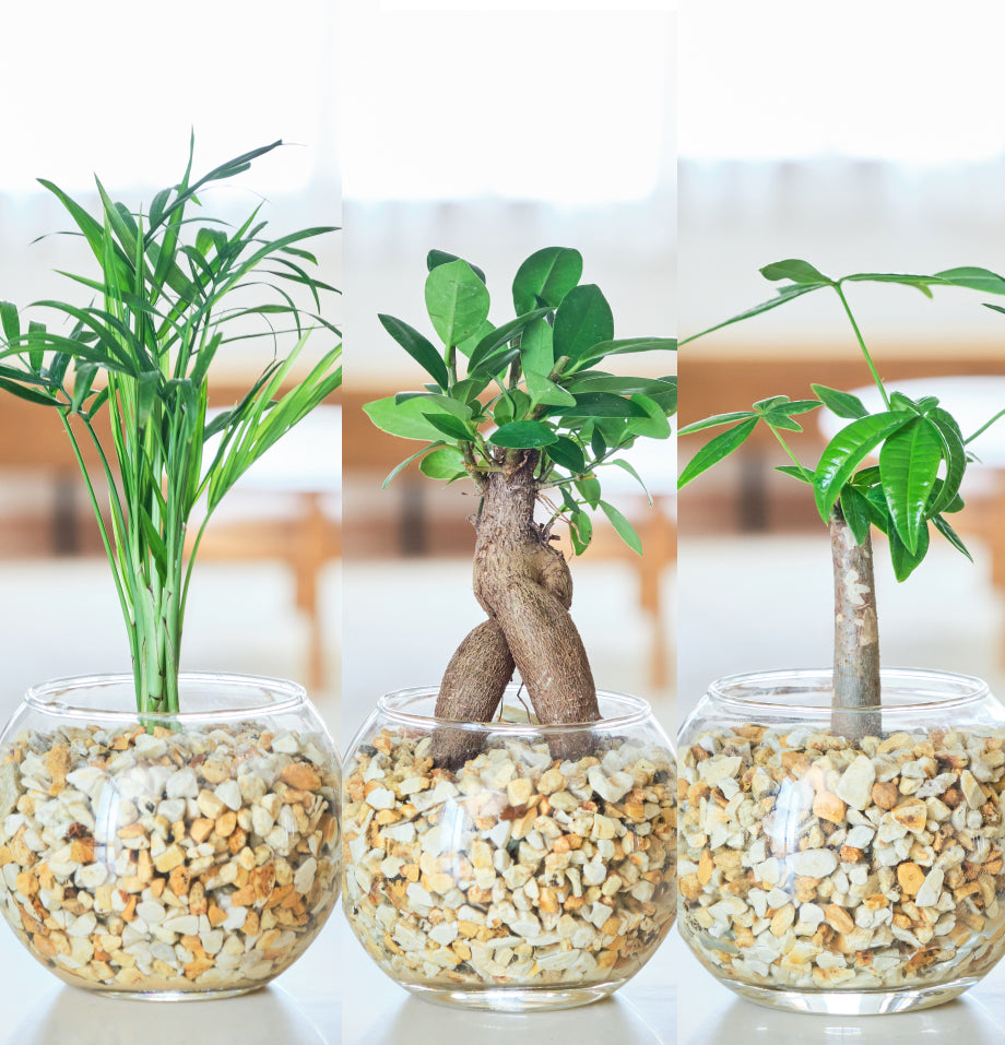 ガラスボールの育てるインテリア・選べる5点+栄養剤セット