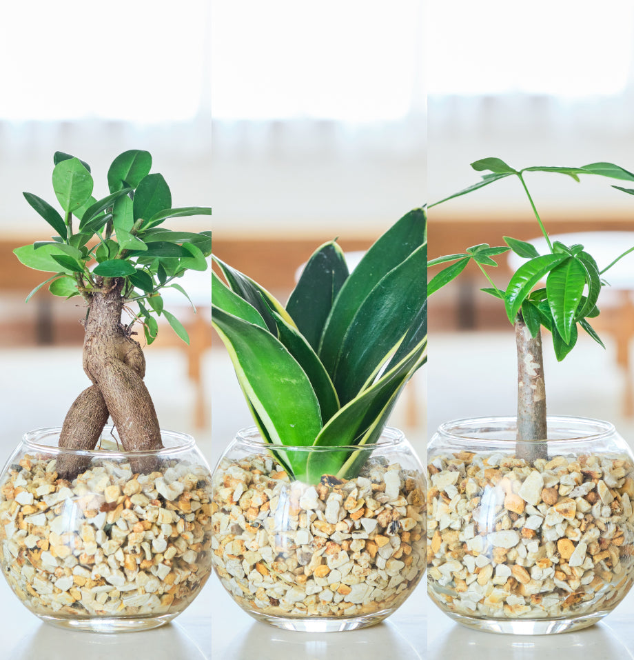ガラスボールの育てるインテリア・選べる5点+栄養剤セット