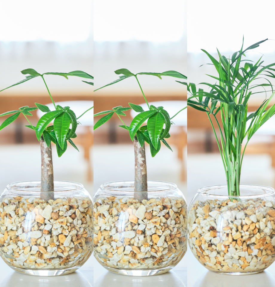 ガラスボールの育てるインテリア・選べる5点+栄養剤セット