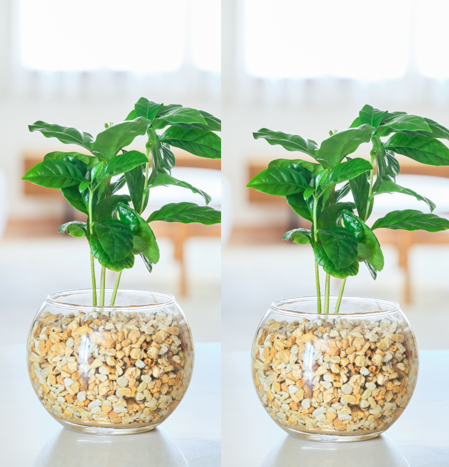ガラスボールの育てるインテリア・選べる2点セット