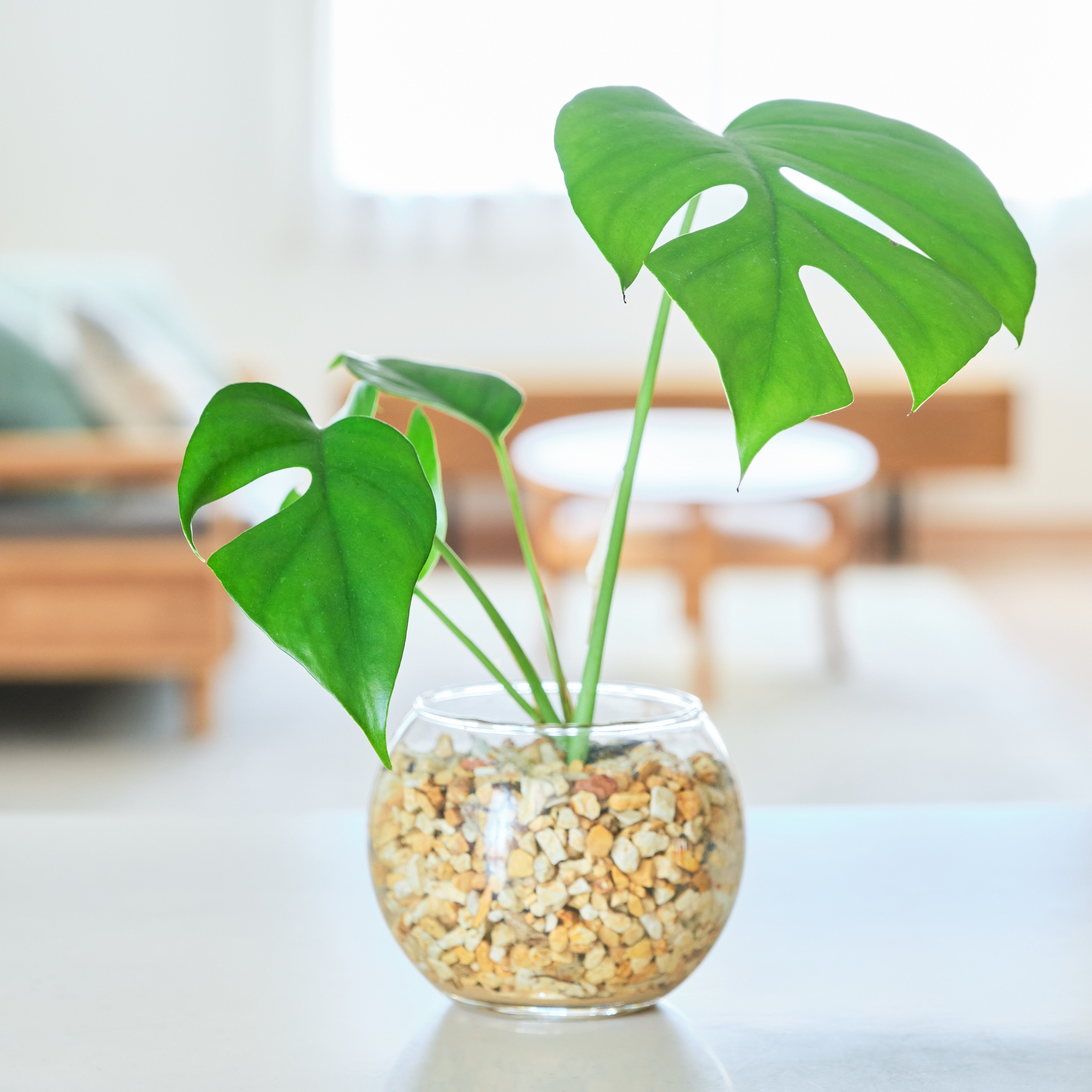 ガラスボールの育てるインテリア・選べる単品