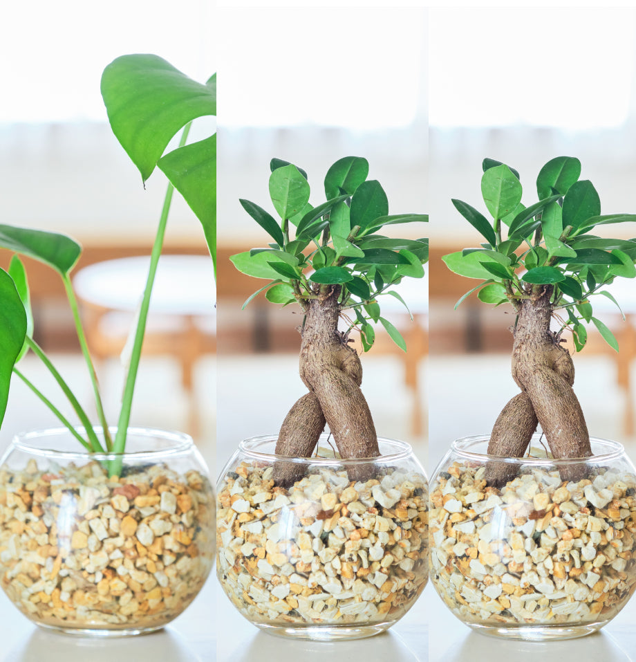ガラスボールの育てるインテリア・選べる5点+栄養剤セット