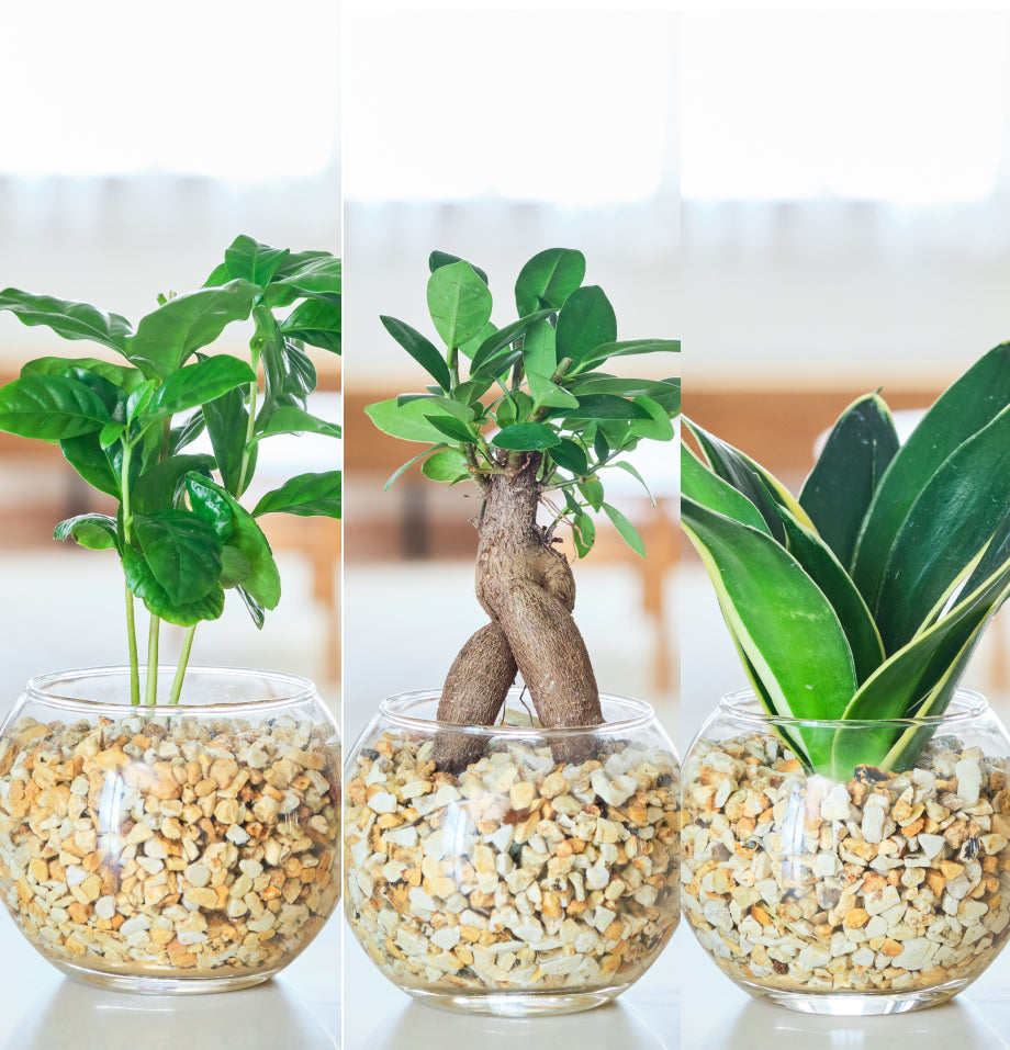 ガラスボールの育てるインテリア・選べる5点+栄養剤セット