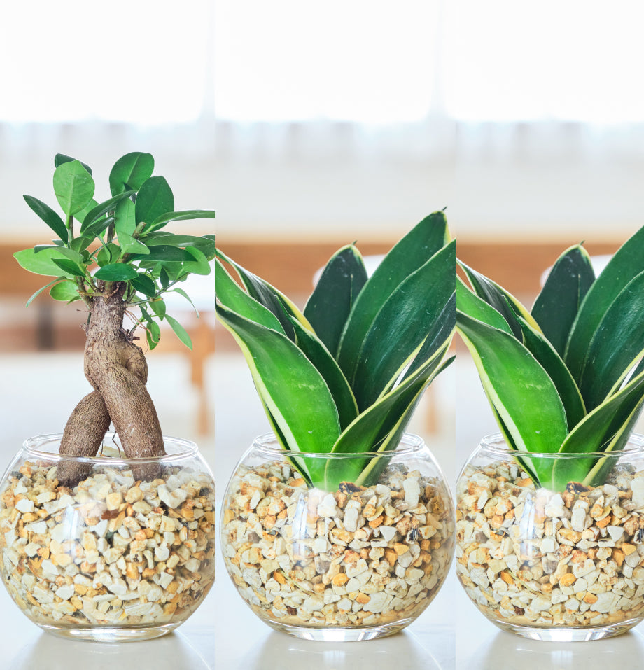 ガラスボールの育てるインテリア・選べる5点+栄養剤セット