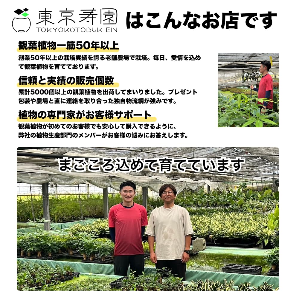パキラ 8号 ねじり 高さ約120cm