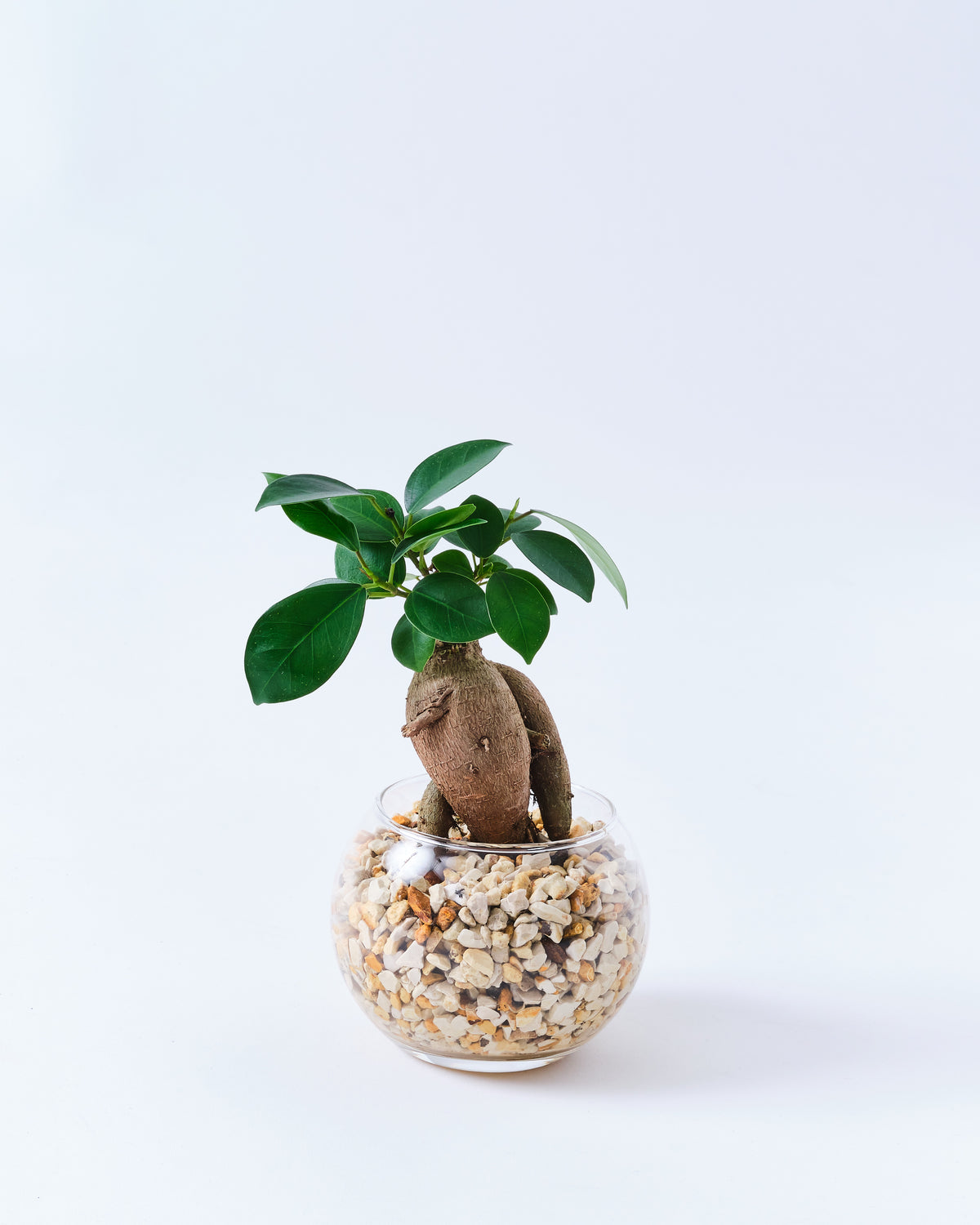 3号サイズのガジュマル|観葉植物・お花の通販 東京寿園 3号サイズのガジュマル|観葉植物・お花の通販 東京寿園