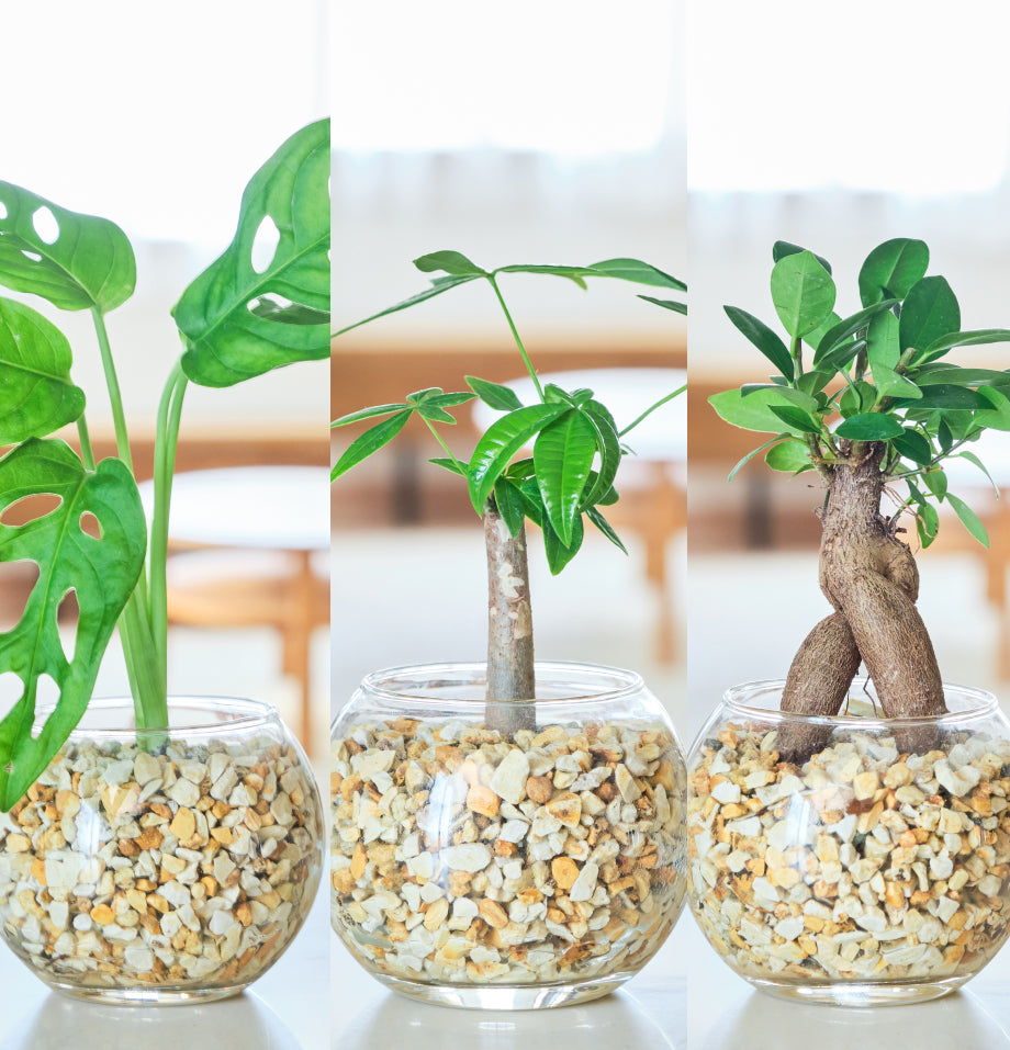 ガラスボールの育てるインテリア・選べる5点+栄養剤セット