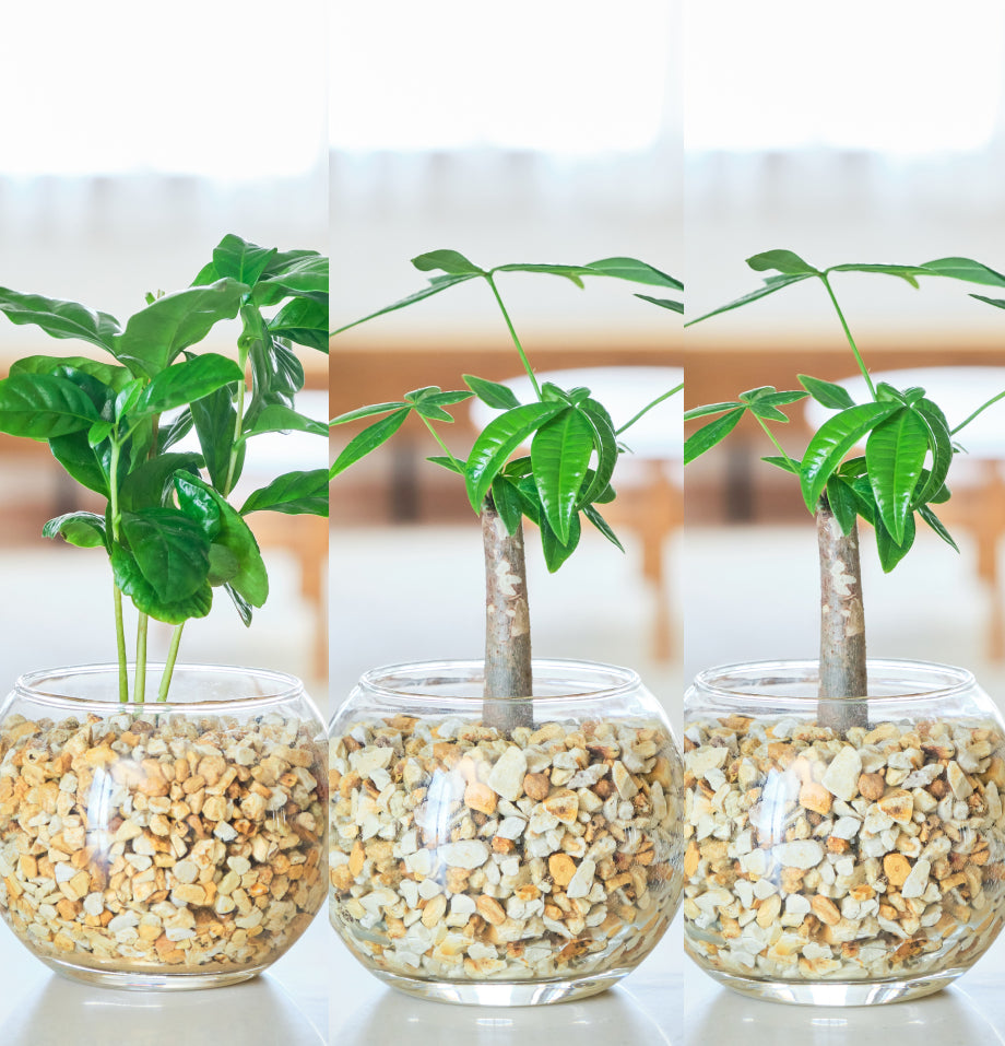 ガラスボールの育てるインテリア・選べる5点+栄養剤セット
