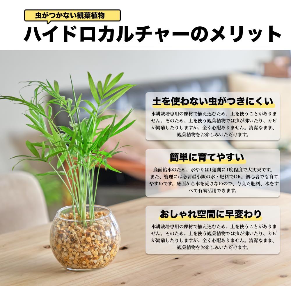 ガジュマル ハイドロカルチャー レカトン 高さ約15cm