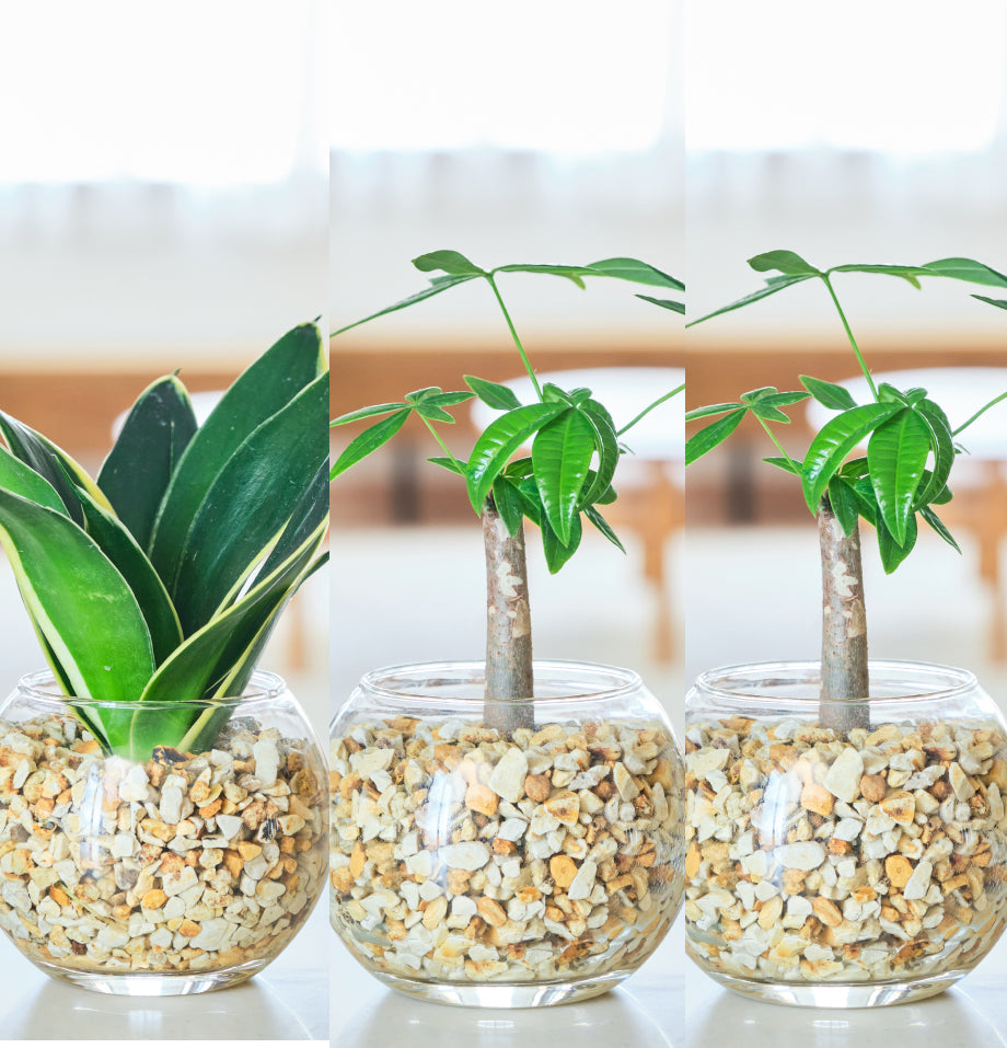 ガラスボールの育てるインテリア・選べる5点+栄養剤セット