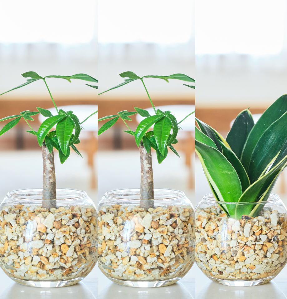 ガラスボールの育てるインテリア・選べる5点+栄養剤セット