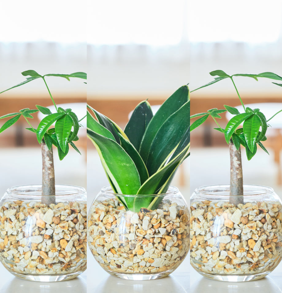 ガラスボールの育てるインテリア・選べる5点+栄養剤セット