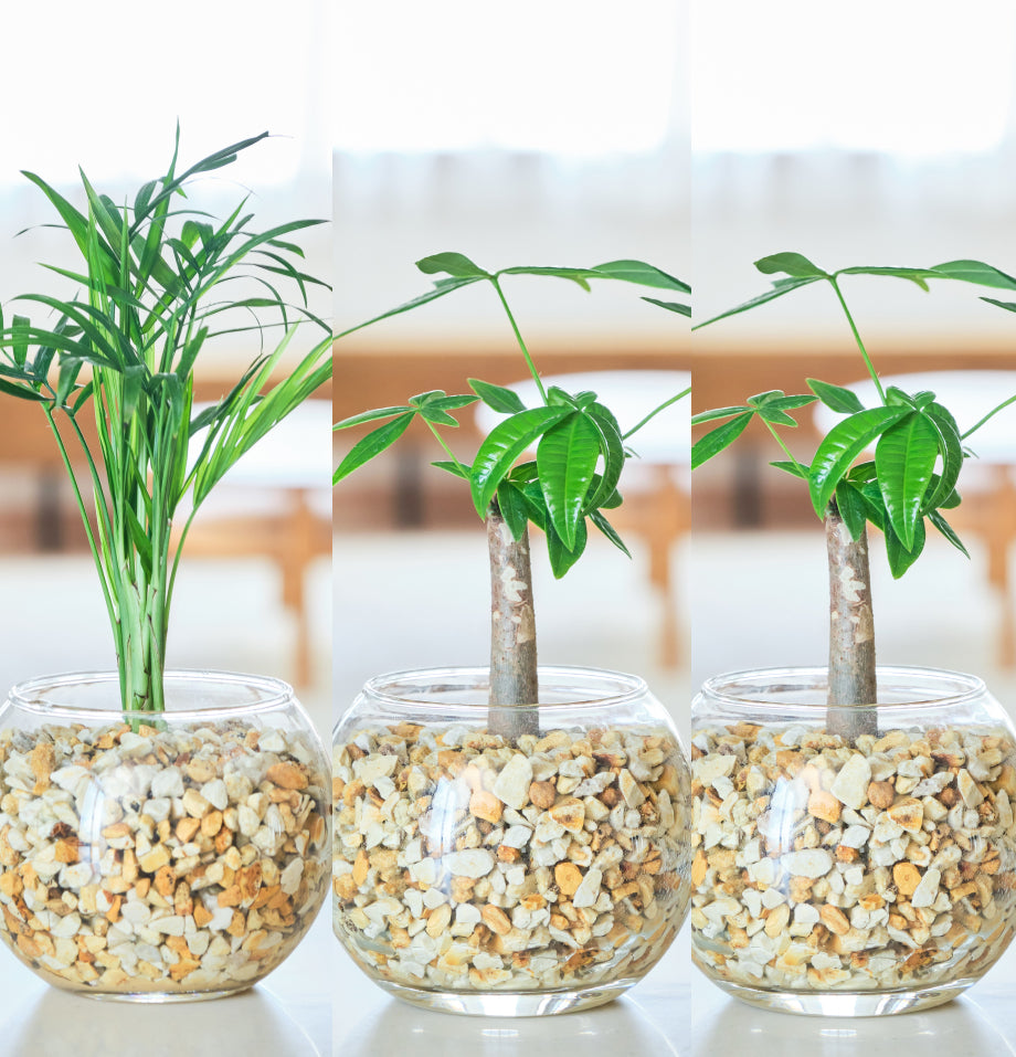ガラスボールの育てるインテリア・選べる5点+栄養剤セット
