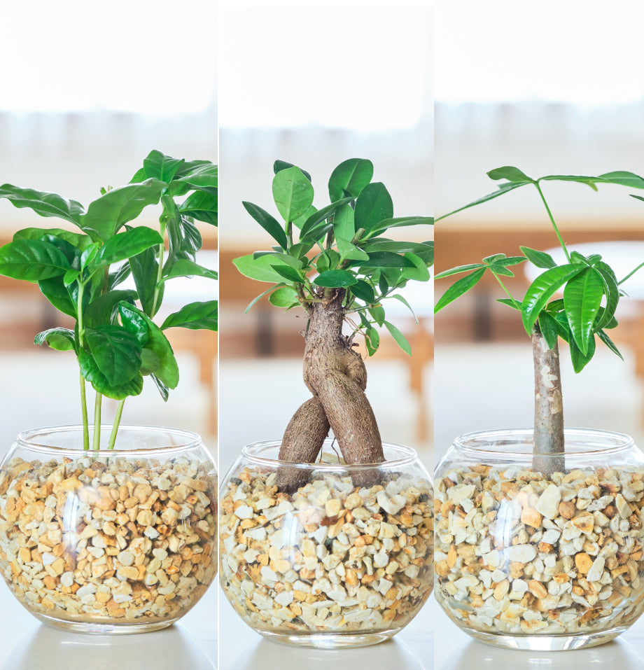 ガラスボールの育てるインテリア・選べる5点+栄養剤セット