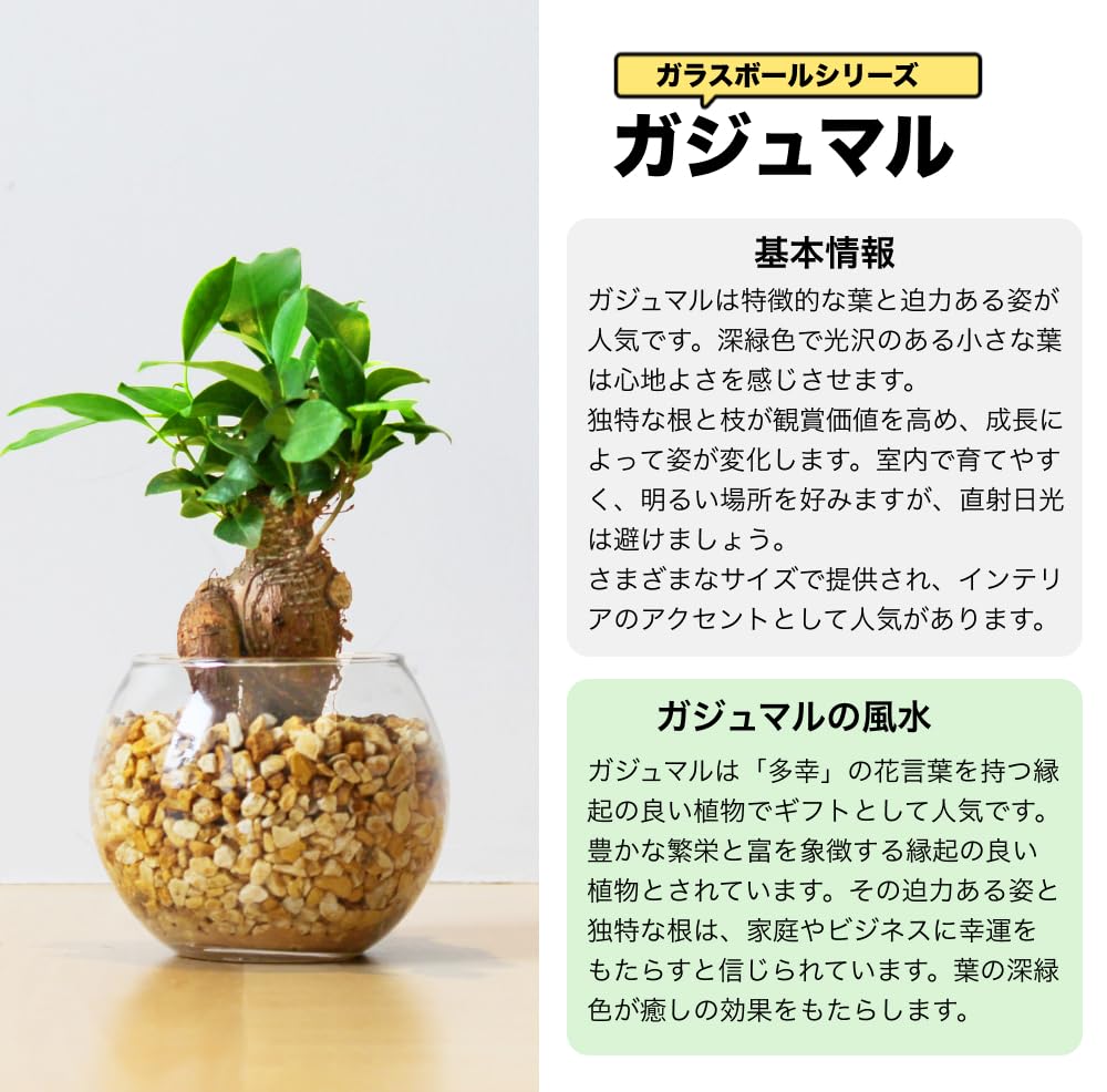 3点セット（ガジュマル パキラ サンスベリア） ハイドロカルチャー 高さ約20cm｜観葉植物通販 東京寿園