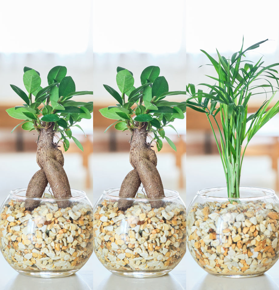 ガラスボールの育てるインテリア・選べる5点+栄養剤セット