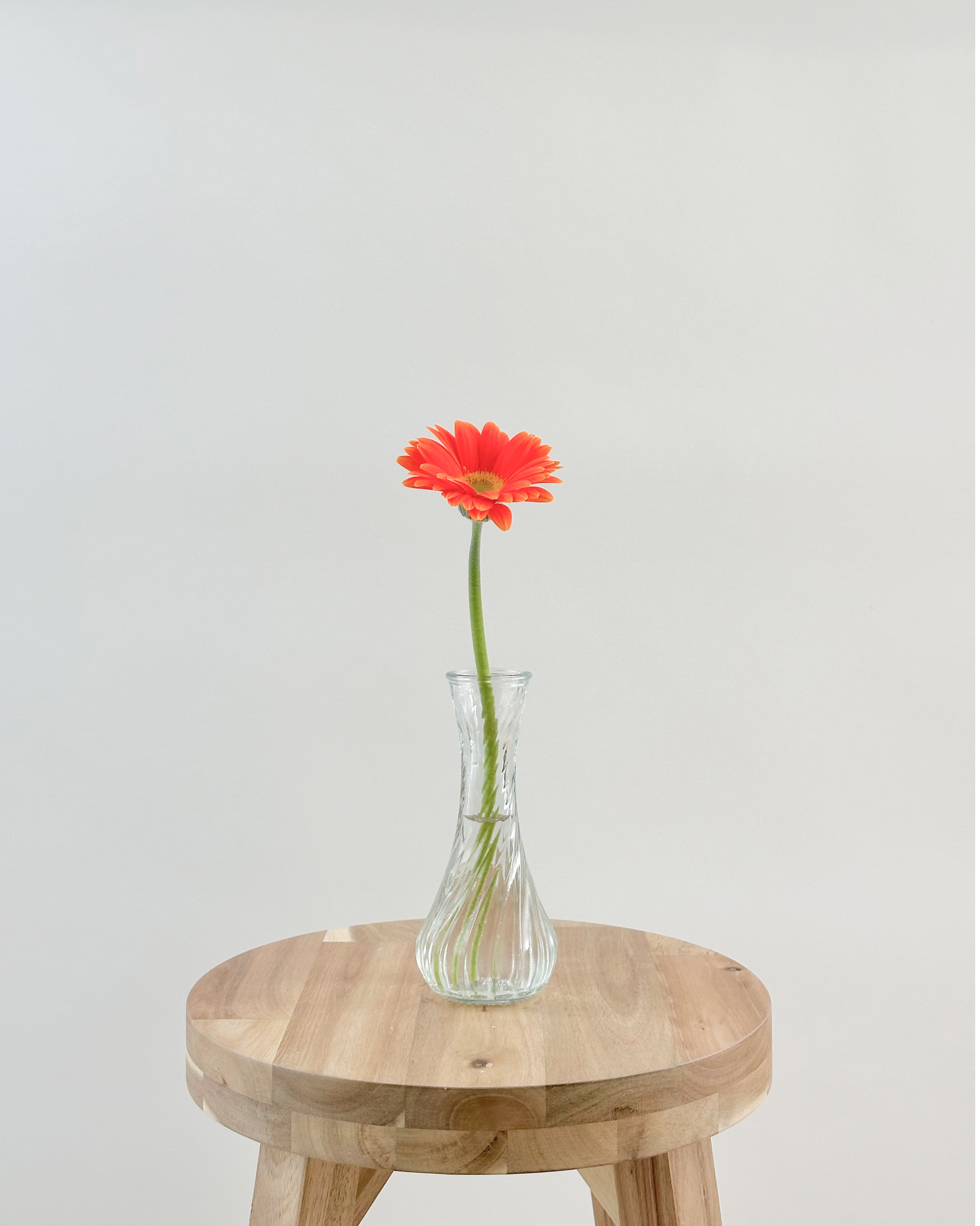 gerbera-itirin-orange