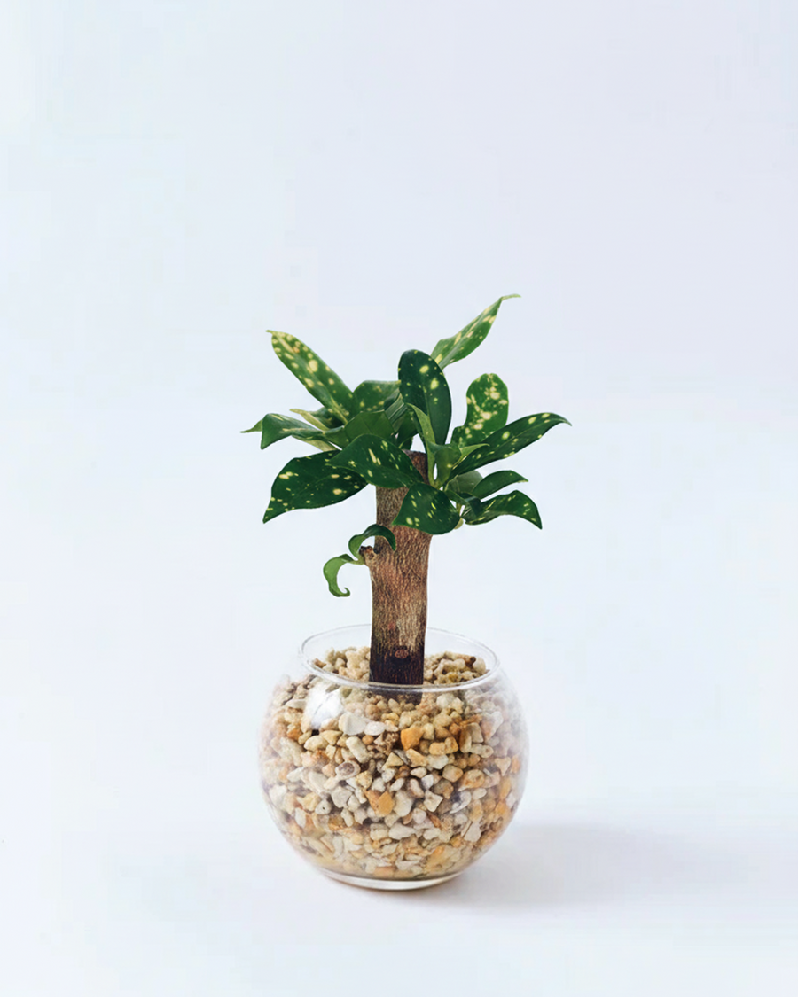 クロトン ハイドロカルチャー 高さ約15cm