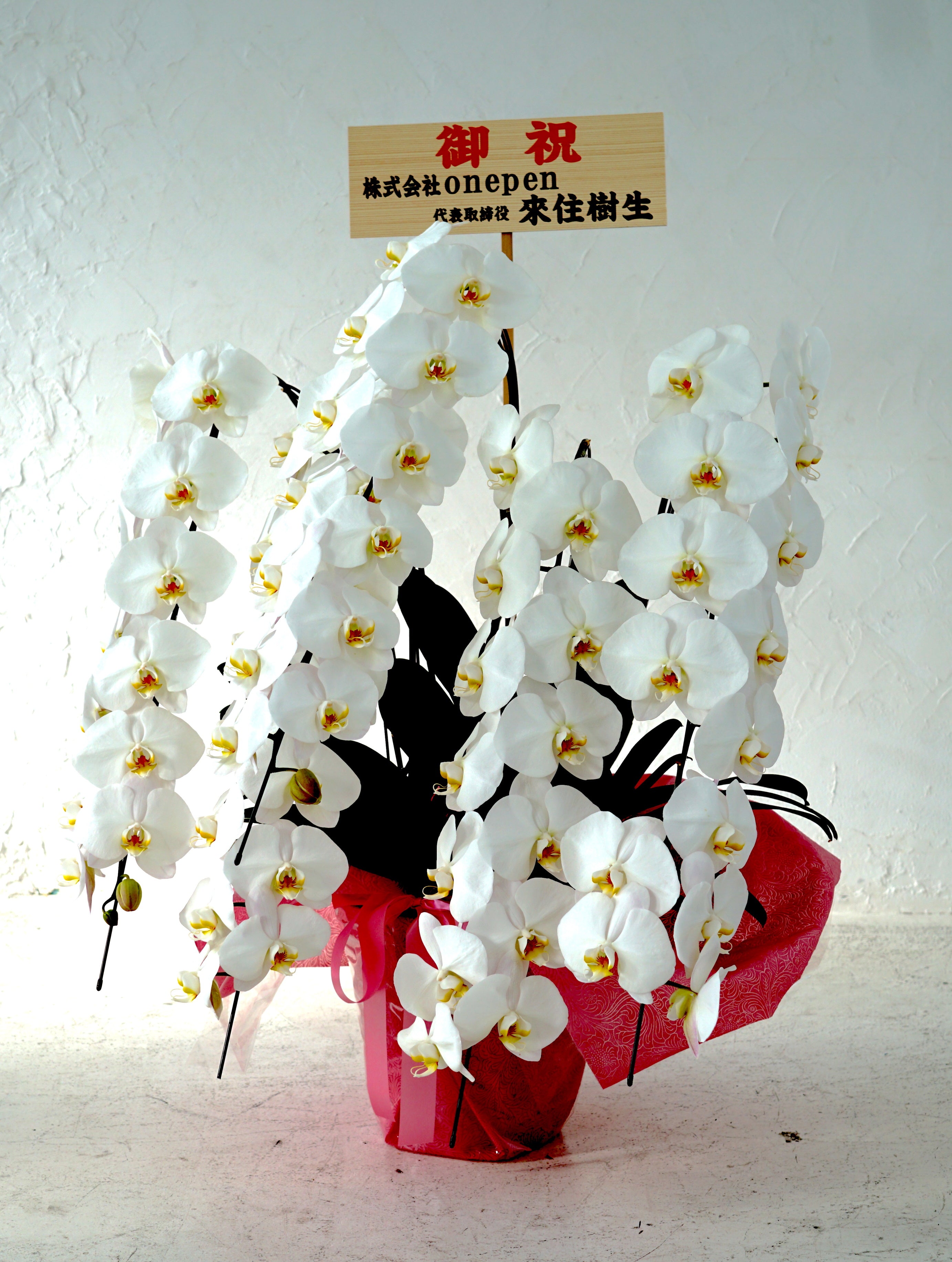白大輪胡蝶蘭3本立ち42輪程度（つぼみ数含む）