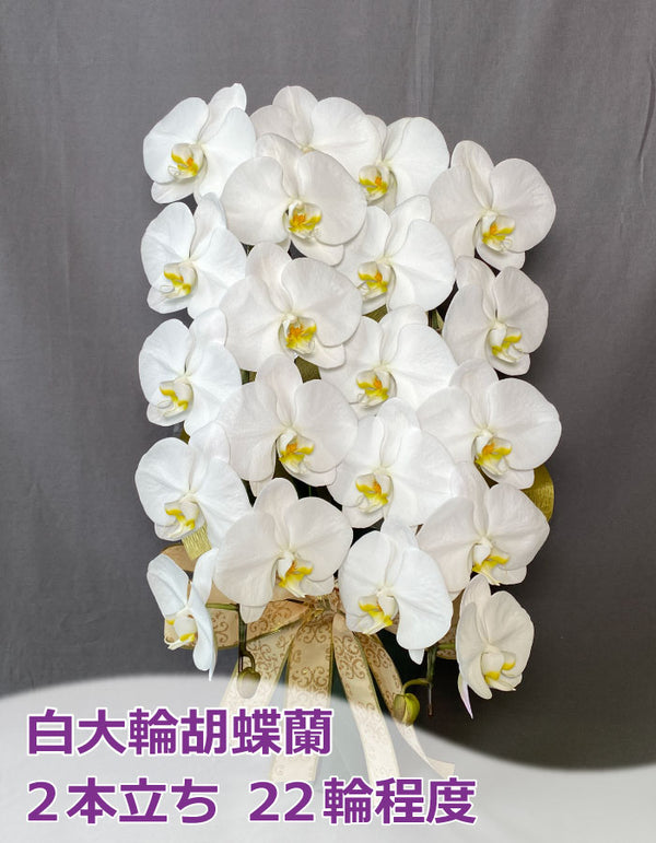 白大輪胡蝶蘭2本立ち22輪程度（つぼみ数含む）