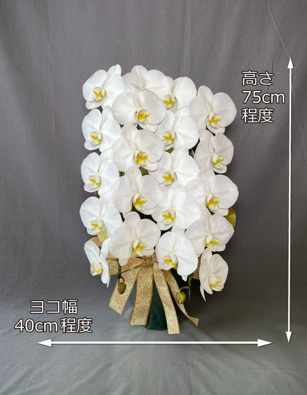 白大輪胡蝶蘭2本立ち22輪程度（つぼみ数含む）