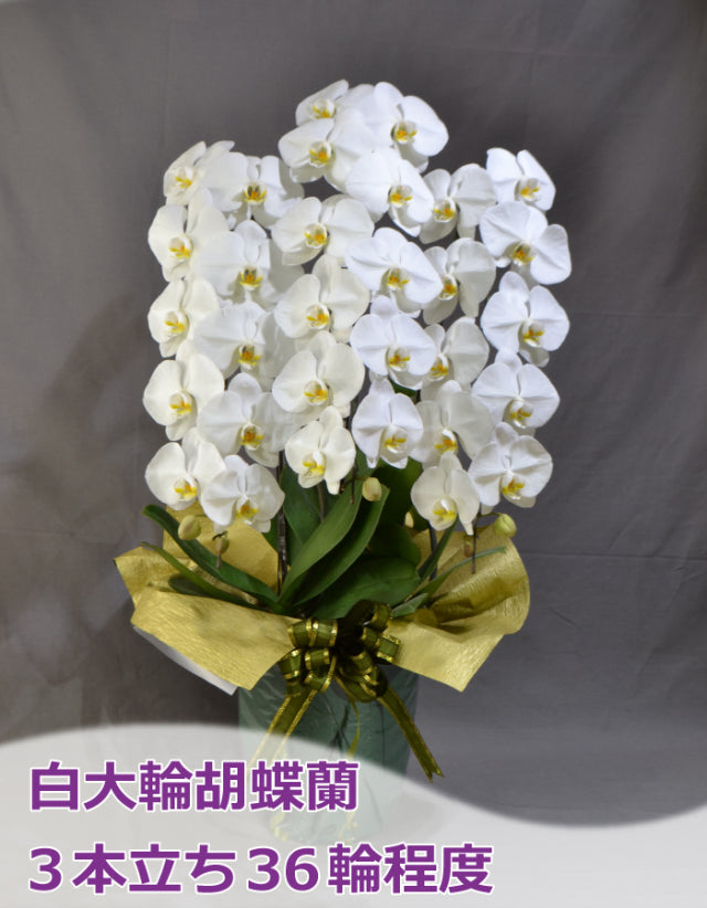 白大輪胡蝶蘭3本立ち36輪程度（つぼみ数含む）
