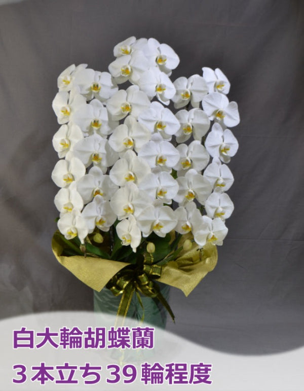 白大輪胡蝶蘭3本立ち39輪程度（つぼみ数含む）