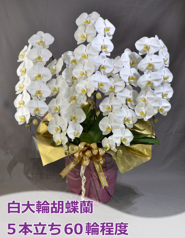 白大輪胡蝶蘭5本立ち60輪程度（つぼみ数含む）