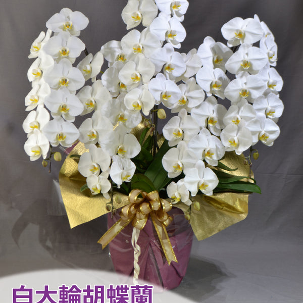 白大輪胡蝶蘭5本立ち60輪程度（つぼみ数含む） – 東京寿園