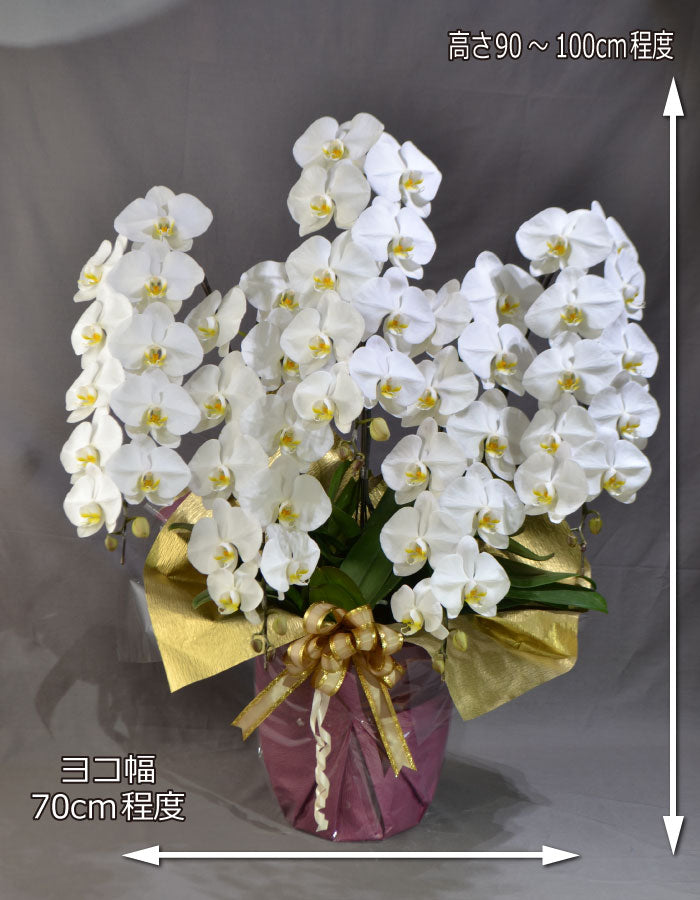 白大輪胡蝶蘭5本立ち60輪程度（つぼみ数含む）