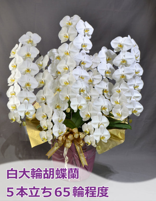 白大輪胡蝶蘭5本立ち65輪程度（つぼみ数含む）