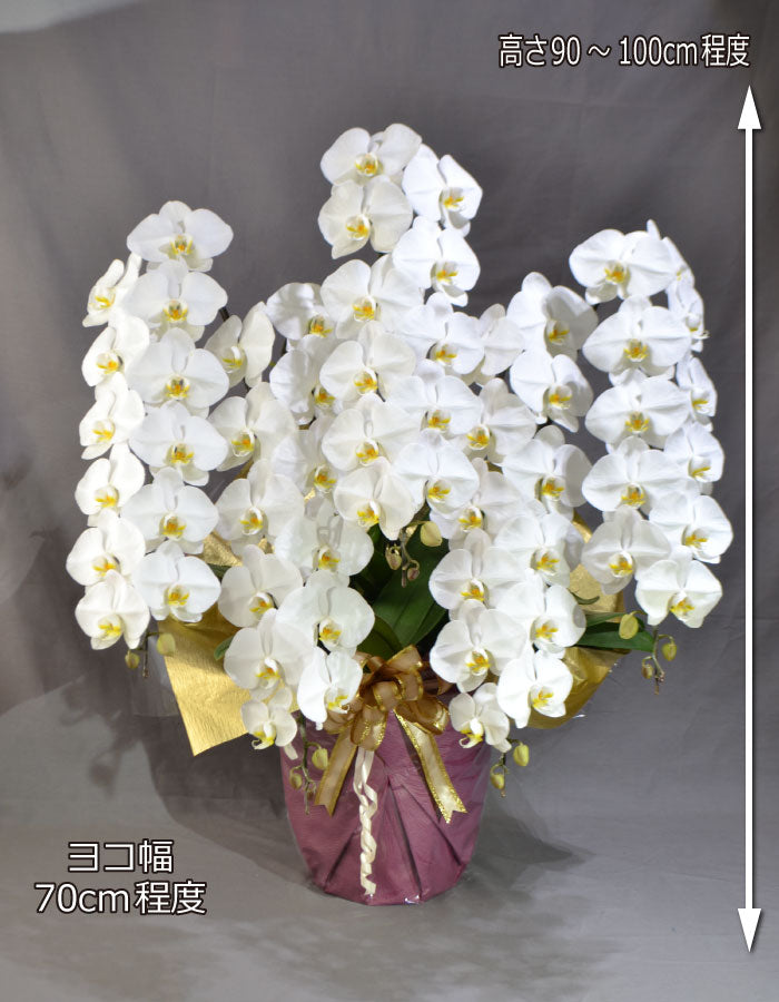 白大輪胡蝶蘭5本立ち65輪程度（つぼみ数含む）