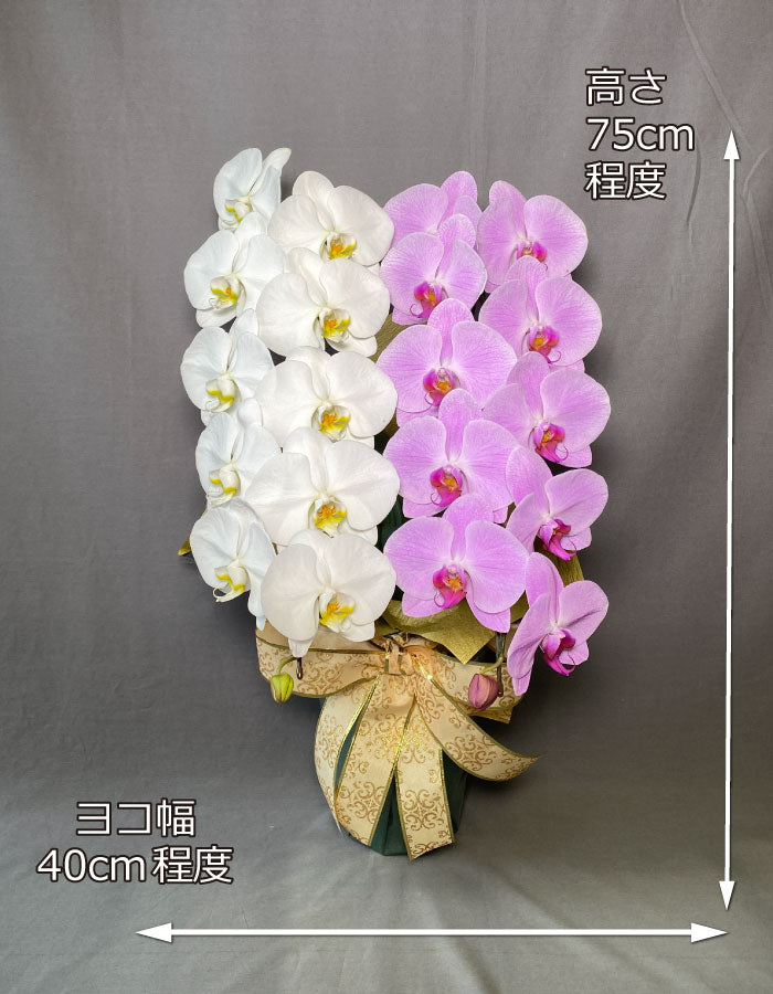 白＆ピンク大輪ＭＩＸ２本立ち２２輪程度（つぼみ数含む）