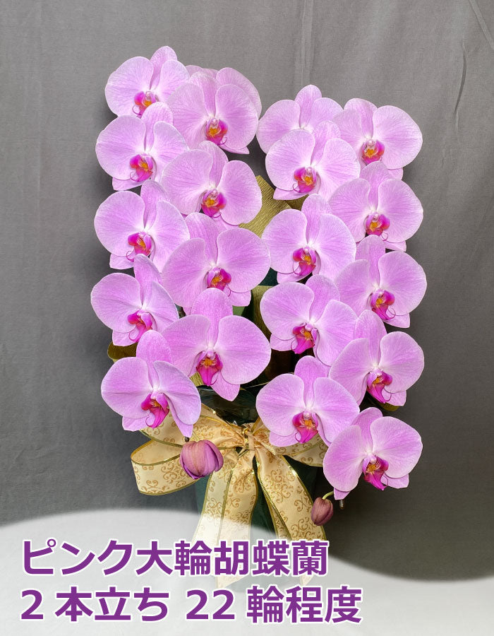 ピンク大輪胡蝶蘭2本立ち22輪程度（つぼみ数含む）