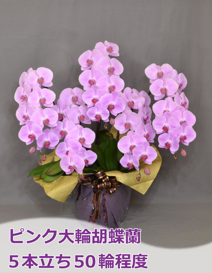 ピンク大輪胡蝶蘭5本立ち50輪程度（つぼみ数含む）