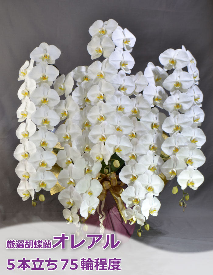 厳選白胡蝶蘭オレアル5本立ち75輪程度（つぼみ数含む）
